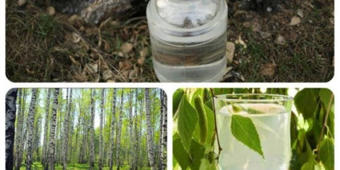 Kada sakupljati brezov sok 2021